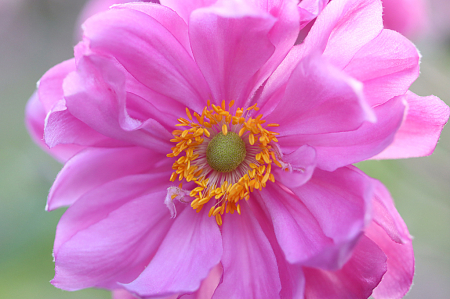 Pink Anemone