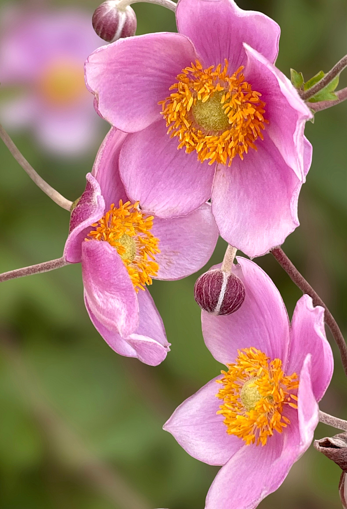 Garden Blooms