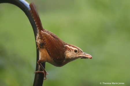 Carolina Wren with Food