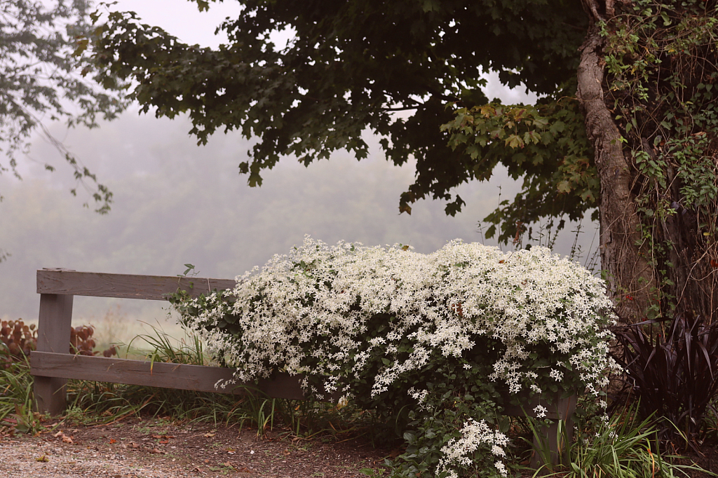 Flowers On The Fence