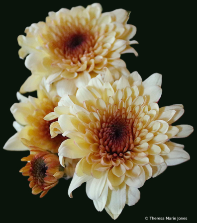 September Mums