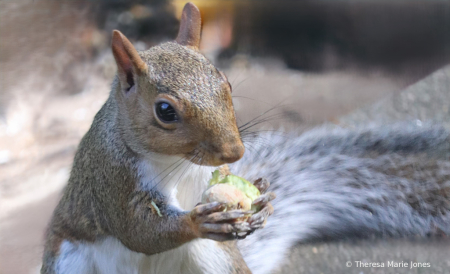 Squirrel  Snack