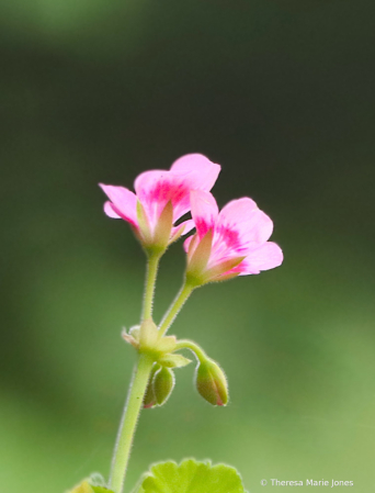 Pretty in Pink