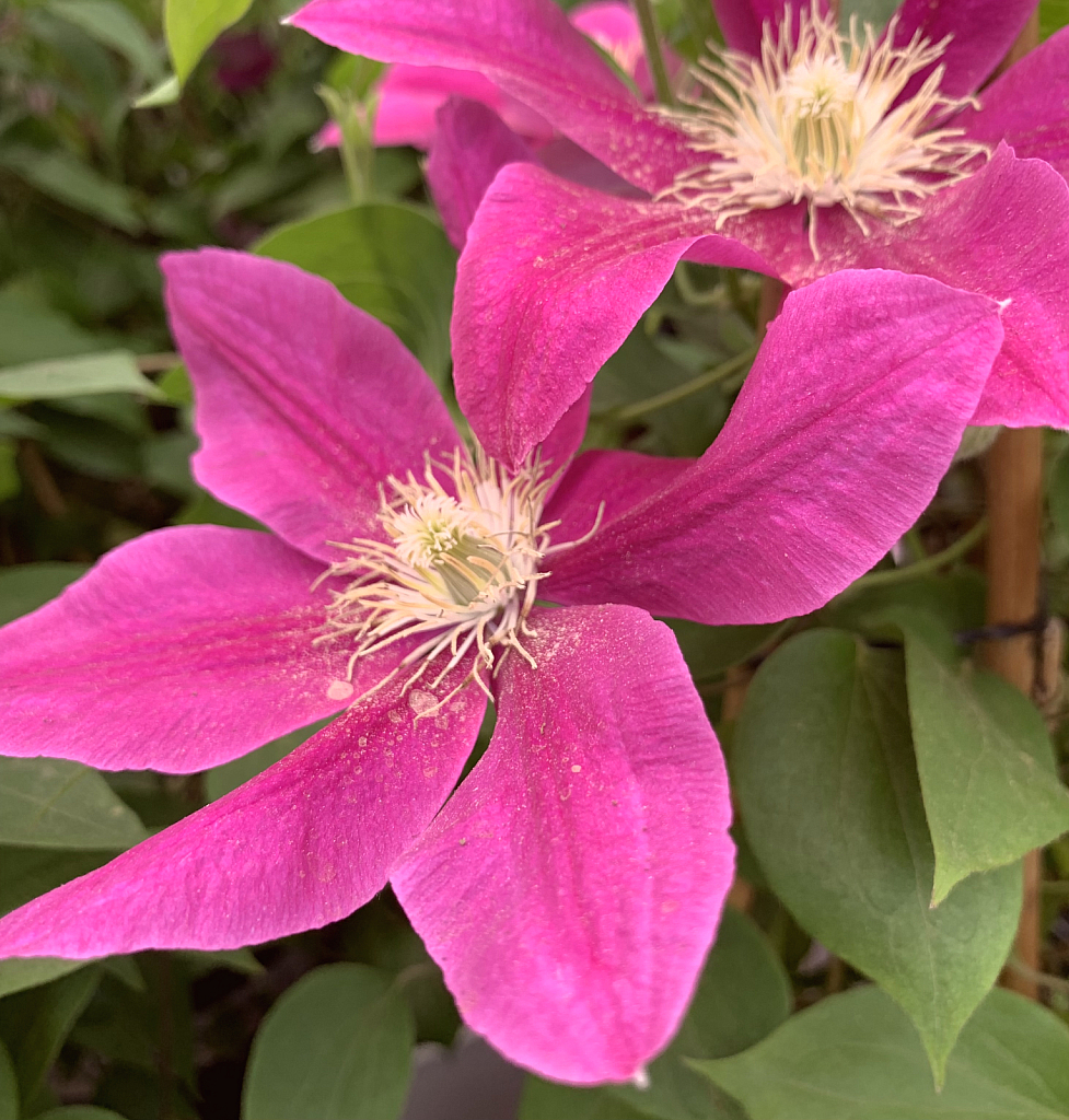 clematis 