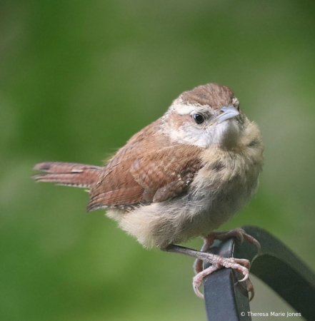 Carolina Wren