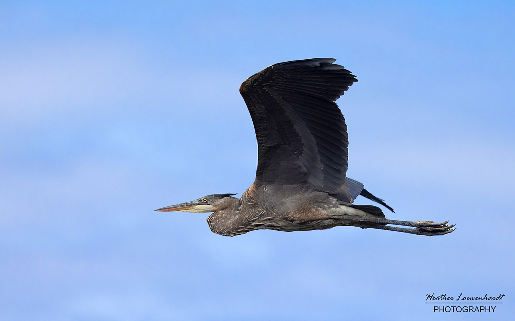 Juvenile Great Blue Heron In Flight