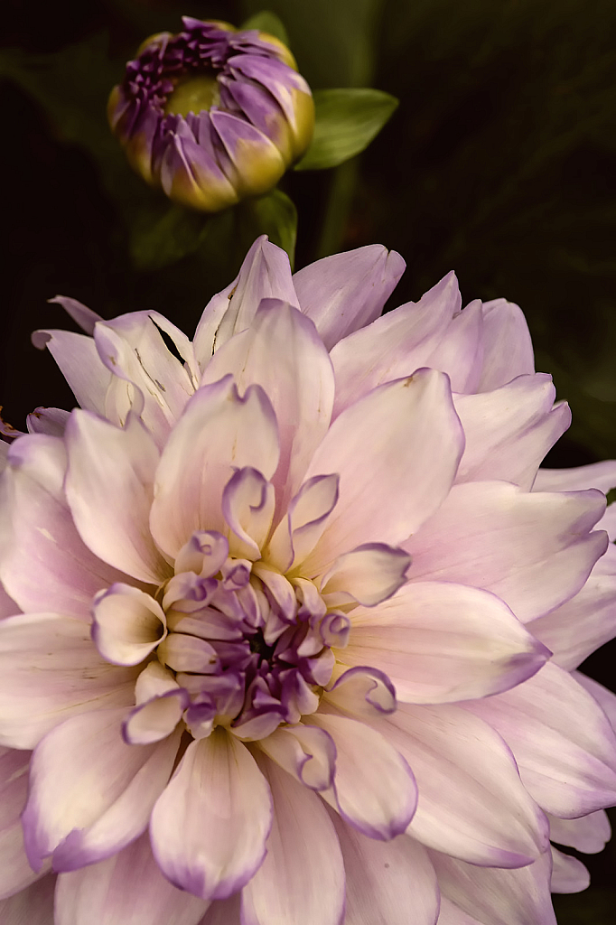 White Dahlia