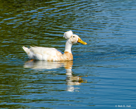 Crested Duck