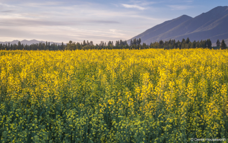 Canola Field