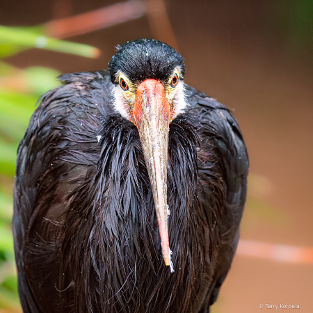 Storm Stork