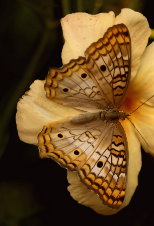 White Peacock