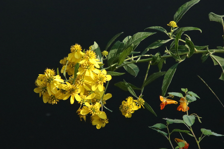 Last of the Summer Wildflowers