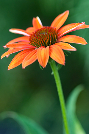 Orange Coneflower