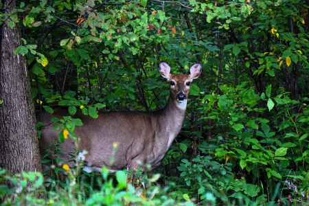 Northwoods White-tailed Doe