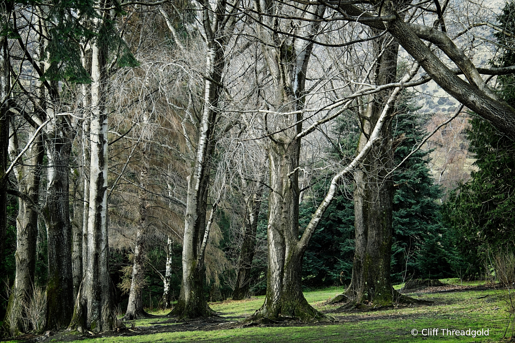 Winter Glade