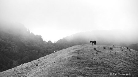 Misty Morning, Coromandel