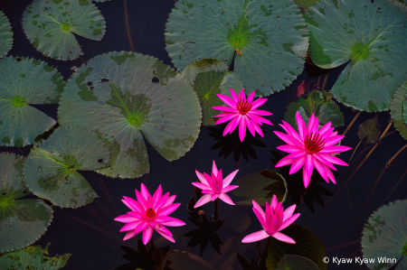 Flowers and Leaves