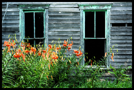 Great Granny’s Cap Lily’s