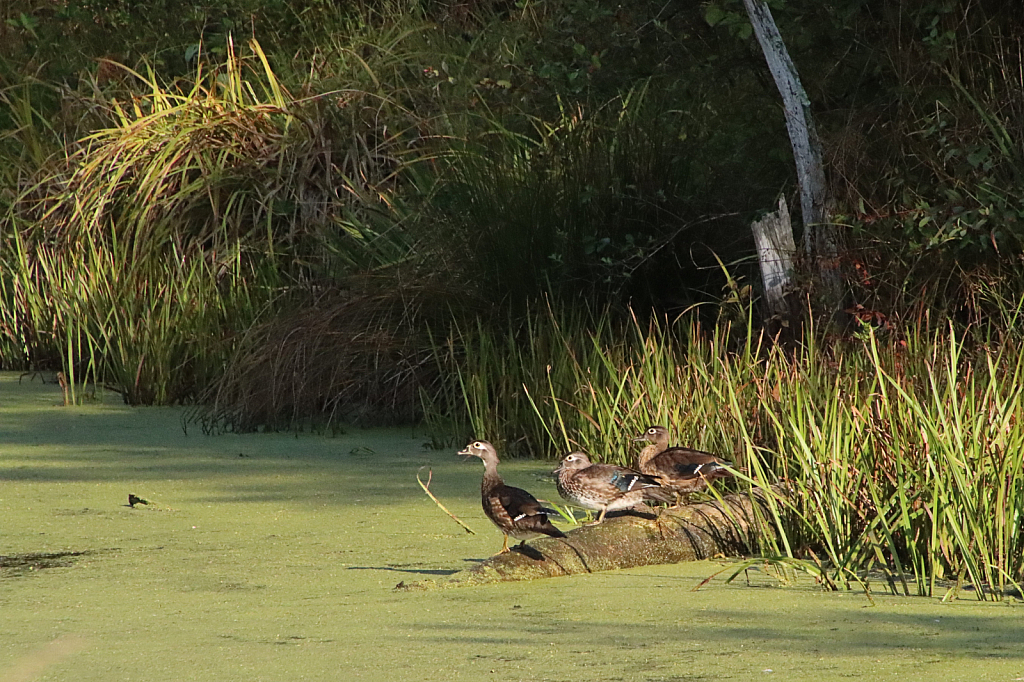 Ducks in a Row