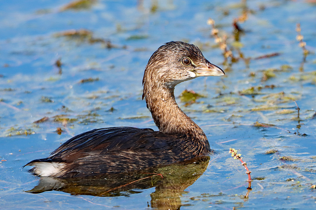 Pied-billed Grebe