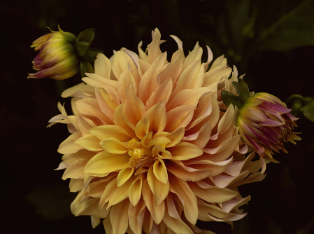 Orange Dahlia and Buds