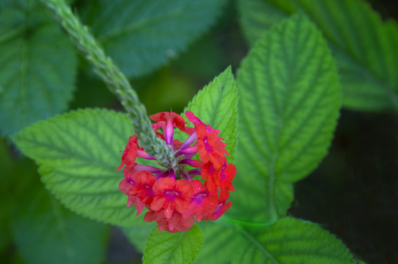 Snakeweed Blossom