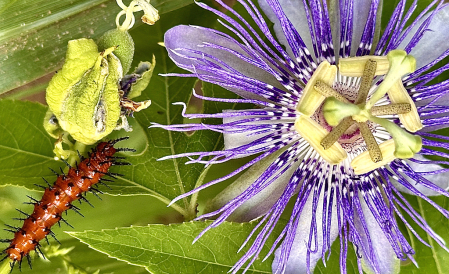 Passion flower and visitor