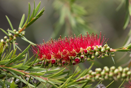 Red Bottlebrush