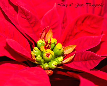 Poinsettia.