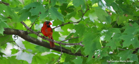 Red in Green