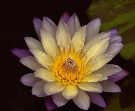 Beautiful Waterlily