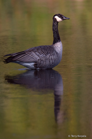 Canada Goose on a Dreary Day