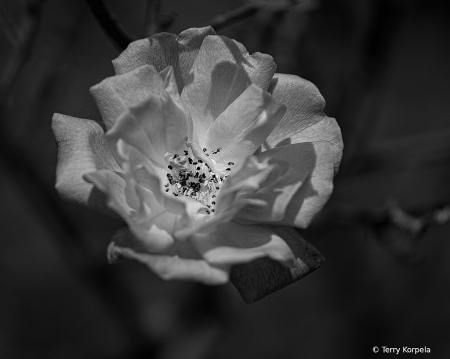 Berkeley Botanical Garden B&W