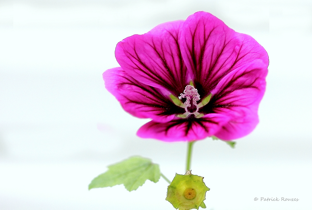 Purple Mallow