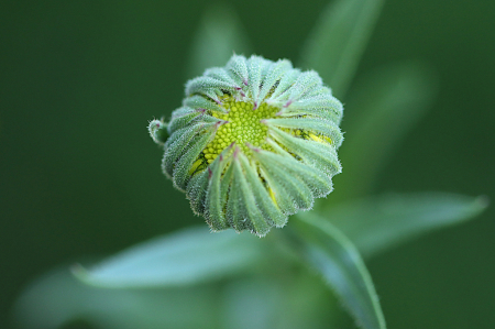 Calendula Bud