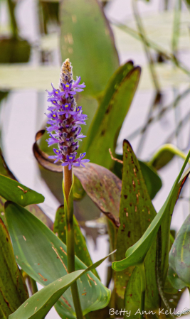 Pickerel Weed at Berry Pond