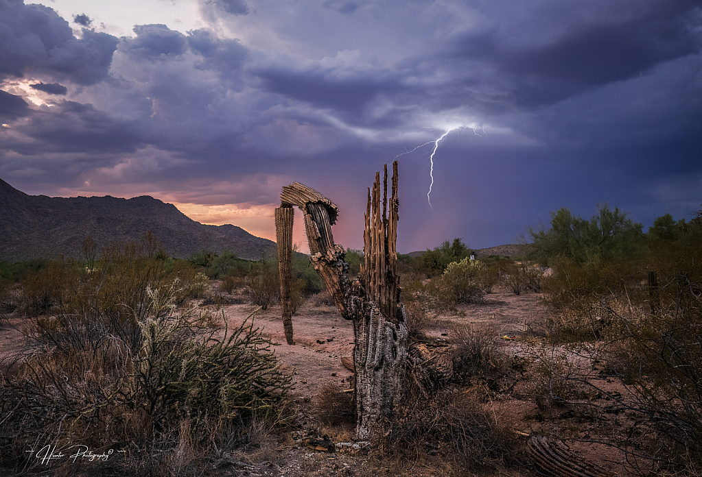 Dead Cacti