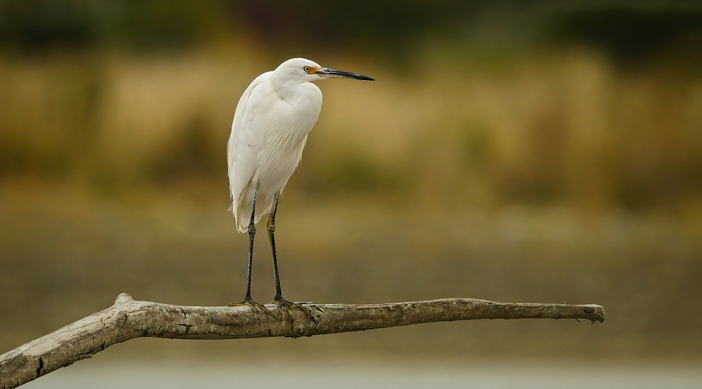 Perfect perch