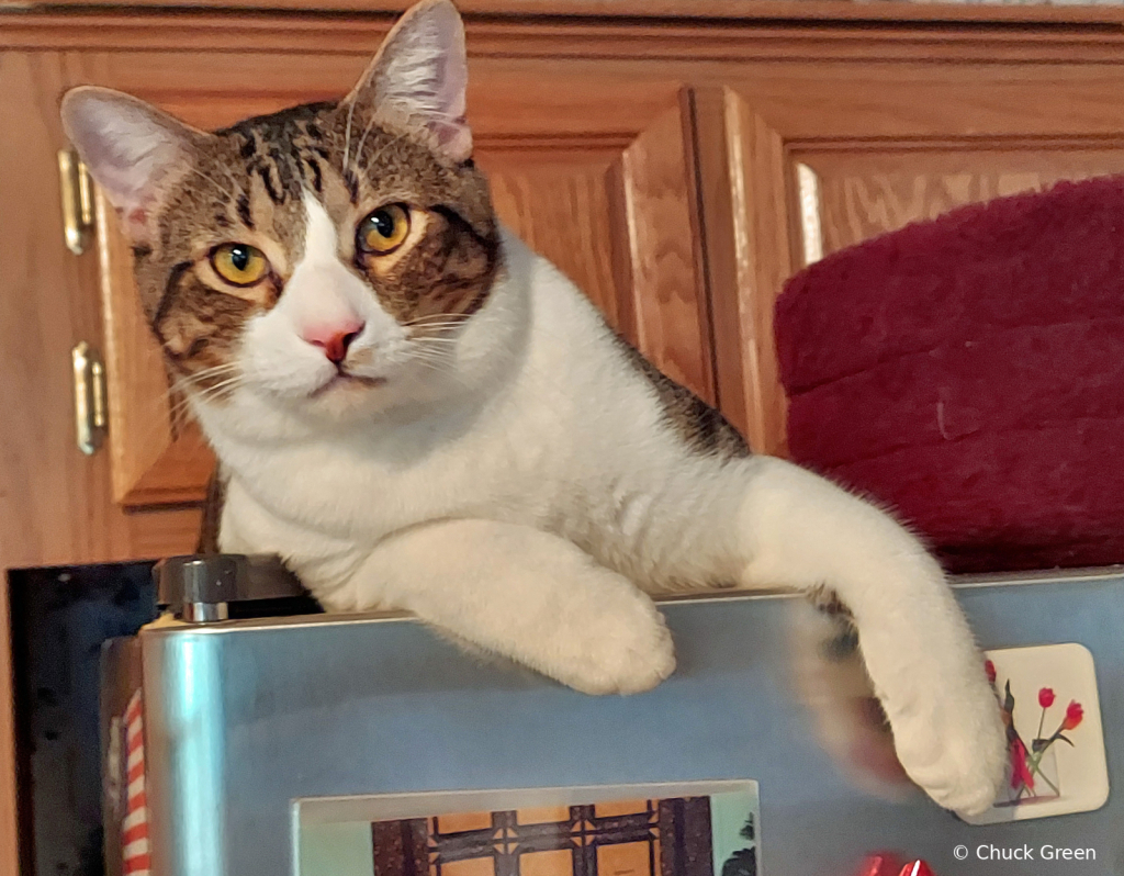 Guarding the Fridge