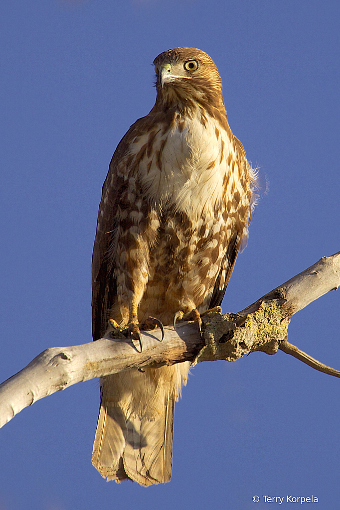 Red-tailed Hawk