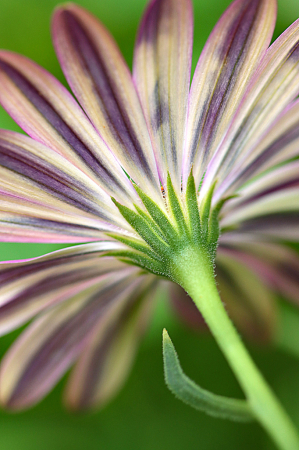 Backside of a Daisy