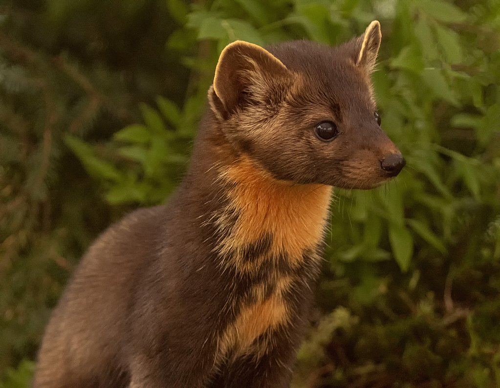 Baby Weasel