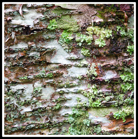 Bark with Lichen 