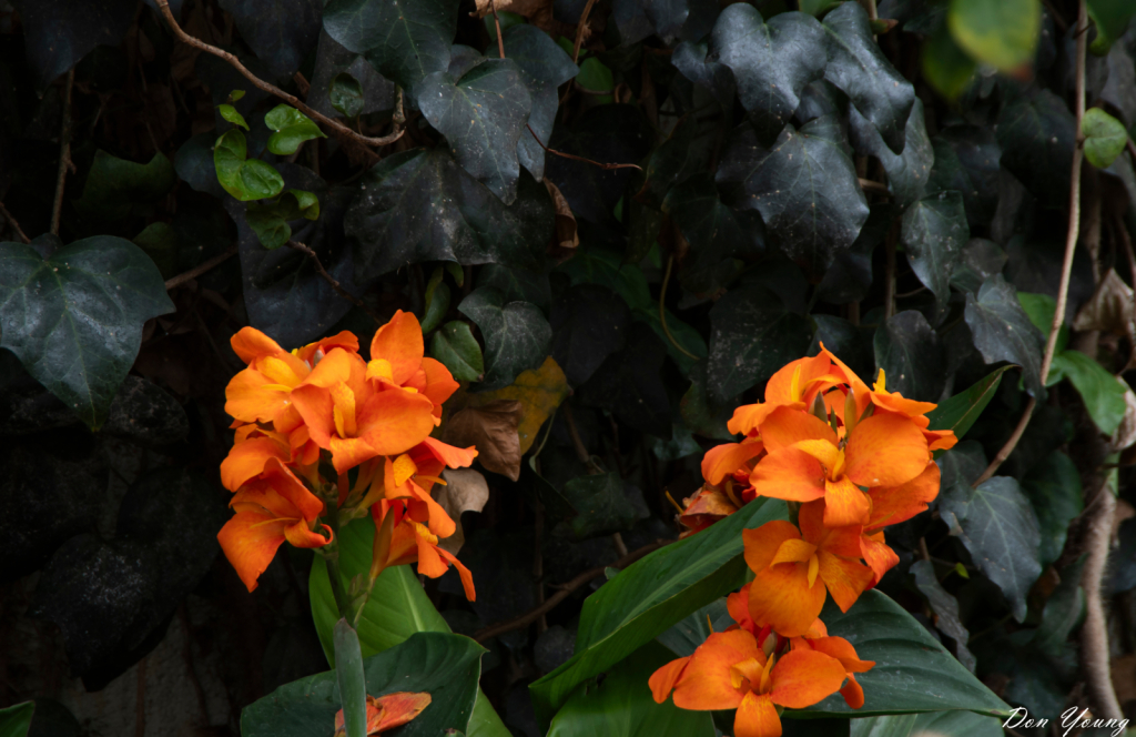  Orange Beauties