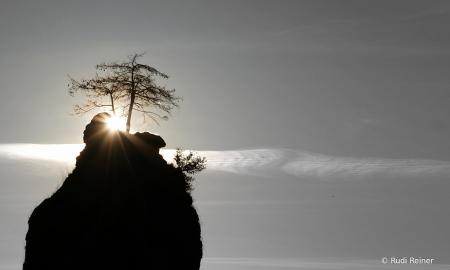 Trees at the top