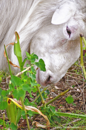 ah---scratch your head while you eat