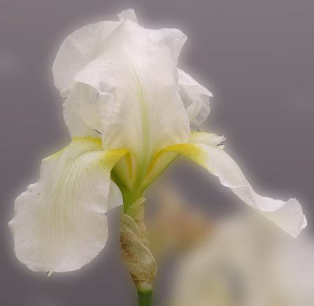 White Iris