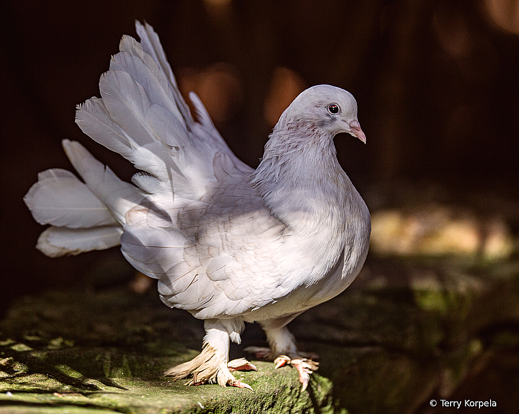 Indian Fantail Pigeon