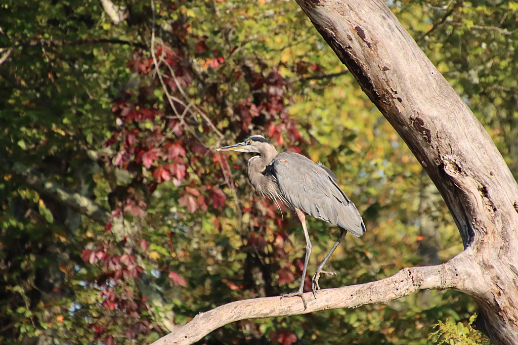 Resting on the Dead Branch