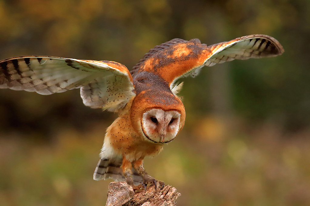 Barn Owl Taking Off